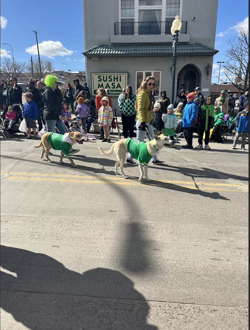 Parade participants walk their creatively dressed dogs down Phillips Avenue. 